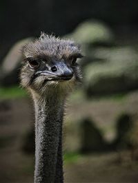 Close-up portrait of a bird