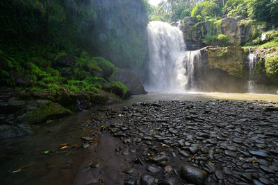 Scenic view of waterfall in forest