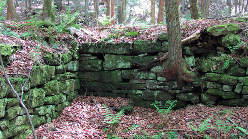 Close-up of moss growing on rock in forest