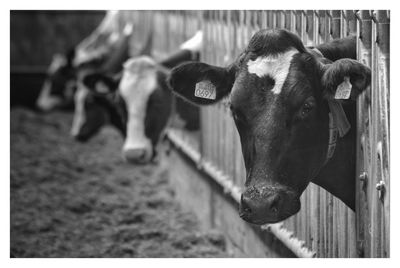 Close-up of cow