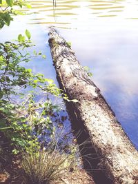 High angle view of tree by lake