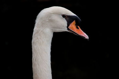 Close-up of a swan looking away