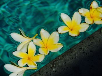 High angle view of yellow flowers blooming outdoors