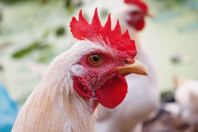 Close-up of rooster