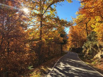 Road amidst trees in forest during autumn