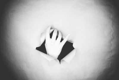 Close-up of white flowers