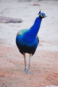 Close-up of peacock