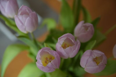 Close-up of pink flowering plants