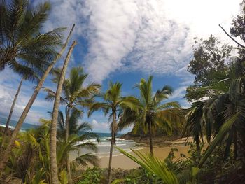 Palm trees on beach against sky