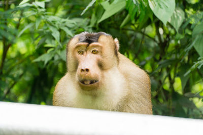Portrait of monkey on plant