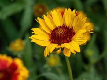 Close-up of yellow flower in field