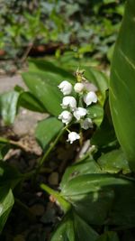 Close-up of white flowers