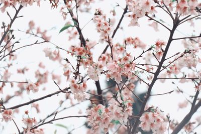 Low angle view of cherry blossom