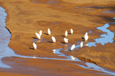 High angle view of seagulls on beach