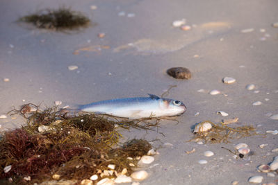 Red tide causes fish to wash up dead on delnor-wiggins pass state park beach in naples, florida