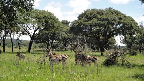 Zebras on grassy field against trees