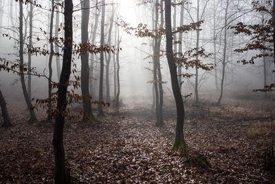 Trees in forest