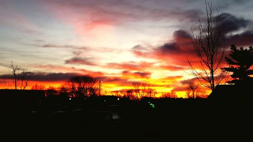 Silhouette of trees at sunset