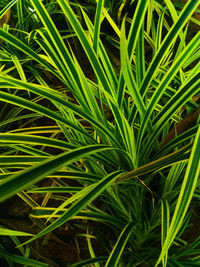 Full frame shot of crops growing on field