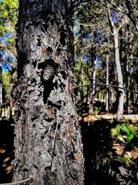 Trees growing in forest