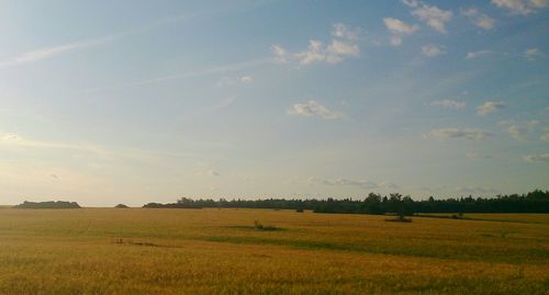 Scenic view of grassy field against sky