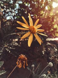 Close-up of flower growing on tree