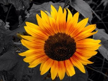 Close-up of yellow flower