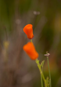 Close-up of orange flower