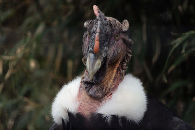 Close-up of a bird