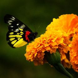 Close-up of butterfly pollinating on flower