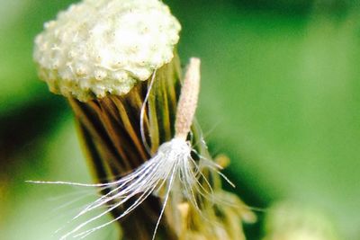 Close-up of white flowers