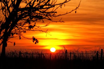 Silhouette tree on landscape against orange sunset sky