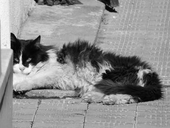 Cat relaxing by water