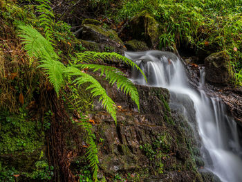 Scenic view of waterfall in forest