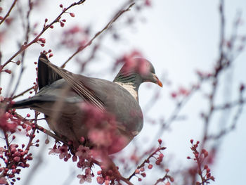 Low angle view of bird perching on cherry tree