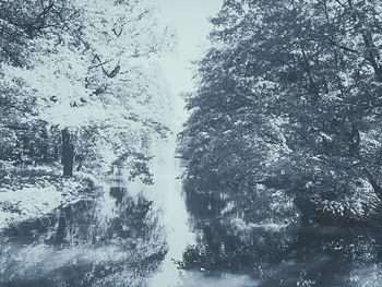 View of trees on snow covered land