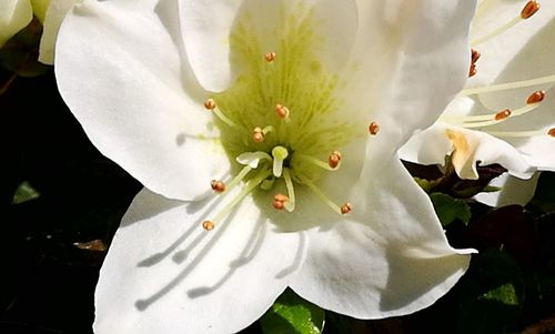 Close-up of white flowers