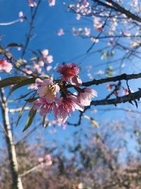 Close-up of cherry blossoms on tree