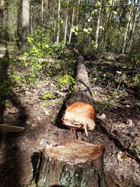 Mushroom growing in forest