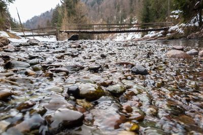 Close-up of river against trees