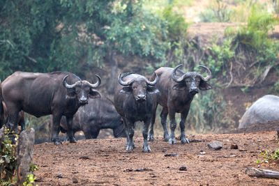 Herd of african buffalo standing guard