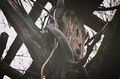 Low angle view of a tree