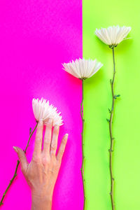 Cropped image of hand holding flower over two tone background