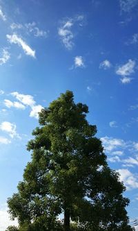 Low angle view of tree against sky