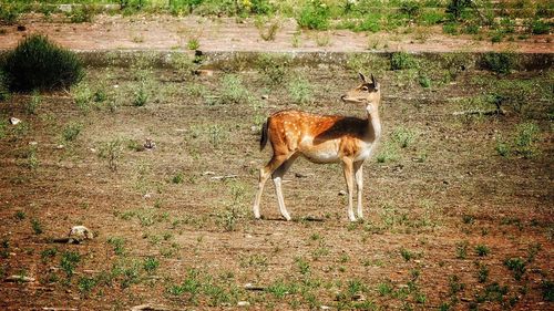 Deer standing on field