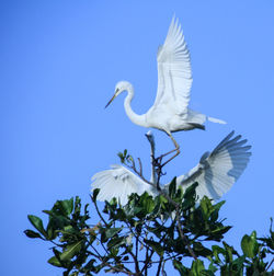 Low angle view of white bird flying against clear blue sky