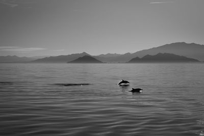 Whales swimming in lake against sky