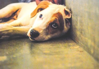 Close-up portrait of dog lying down