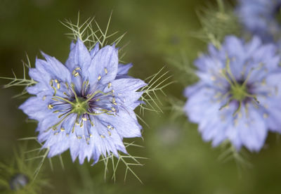 Close-up of purple flowering plant