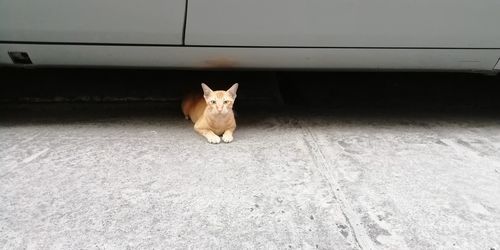 High angle portrait of white cat on car